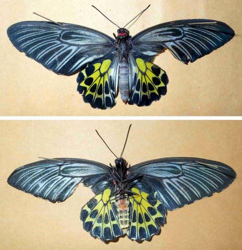 Troides sp.